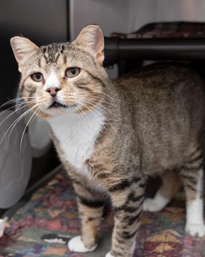 Bobby McGee, adult, available for adoption