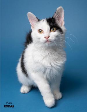 Kodak, kitten, available for adoption