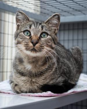 A tabby cat with green eyes sitting on a pink blanket in a cage.
