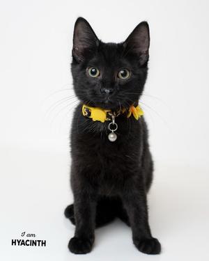 A black cat with yellow ears and a yellow collar with a bell, sitting on a white background.