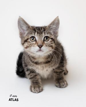 A tabby kitten sitting on a white background, looking directly at the camera. The text "I am ATLAS" is written in the bottom left corner.