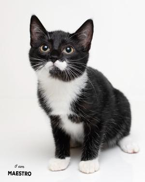 A black and white kitten with a white chest and paws, sitting on a white background. The text "8 am MAESTRO" is visible in the bottom left corner.