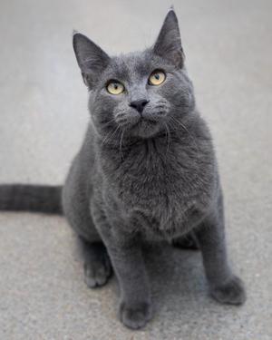 A gray cat with yellow eyes sitting on a concrete surface.