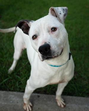 Princess, Pit Bull Terrier, adult, available for adoption