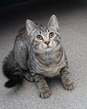 A gray tabby cat with striking yellow eyes is sitting on a concrete surface, looking directly at the camera with an alert and curious expression.