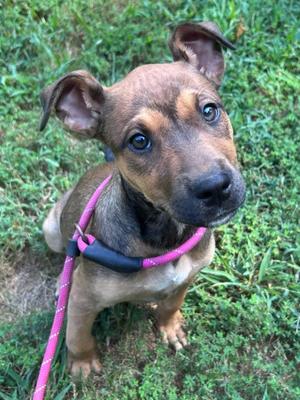 Gamora, Mixed Breed, puppy, available for adoption