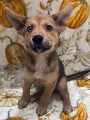 Oni, Chow Chow / Husky, puppy, available for adoption