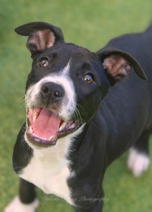 Athos, American Bulldog / Mixed Breed, puppy, available for adoption