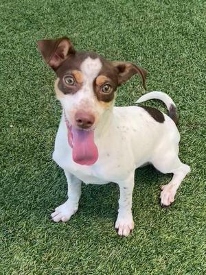 Nebula, Jack Russell Terrier / Pointer, puppy, available for adoption
