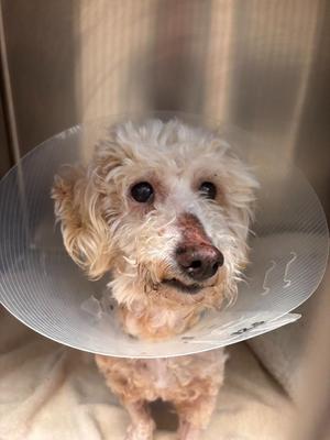 A fluffy white dog wearing a cone collar, looking directly at the camera.