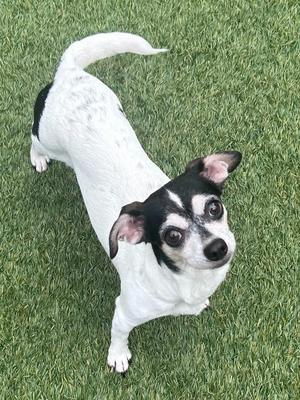 Cookie, Chihuahua / Dachshund, adult, available for adoption