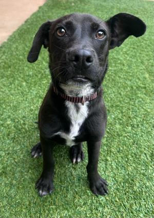 Martie, Labrador Retriever / Mixed Breed, puppy, available for adoption