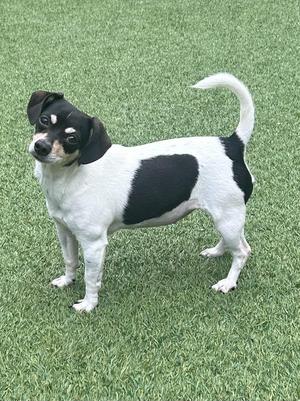 A black and white dog standing on green grass