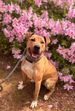 Jingle, Pit Bull Terrier / American Staffordshire Terrier, young, available for adoption