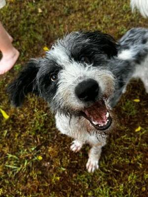 Otis, Bernedoodle, adult, available for adoption
