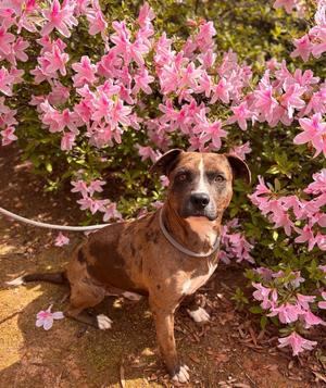 Hickory, Pit Bull Terrier / American Staffordshire Terrier, young, available for adoption