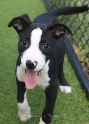 Aramis, American Bulldog / Mixed Breed, puppy, available for adoption