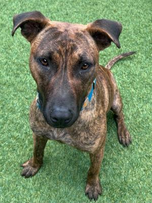 A brindle-colored dog with alert ears sits on artificial turf, looking directly at the camera. It wears a blue collar with a diamond pattern.