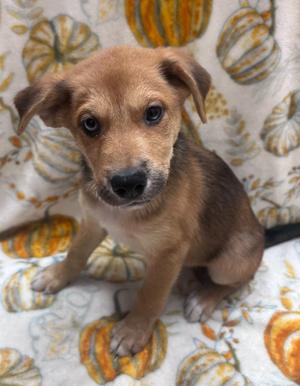 Gnome, Chow Chow / Husky, puppy, available for adoption