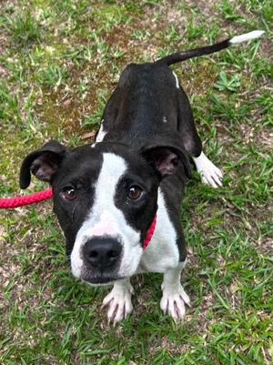 Eliza, Pit Bull Terrier / Mixed Breed, adult, available for adoption