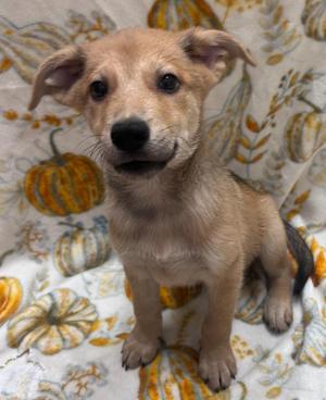 Big Foot, Chow Chow / Husky, puppy, available for adoption