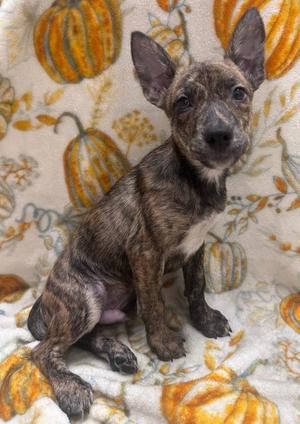 Bucky, Hound / Labrador Retriever, puppy, available for adoption