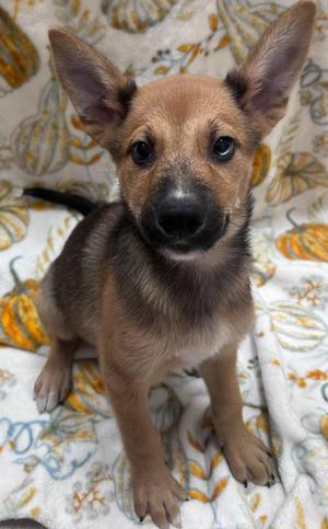 Ogre, Chow Chow / Husky, puppy, available for adoption
