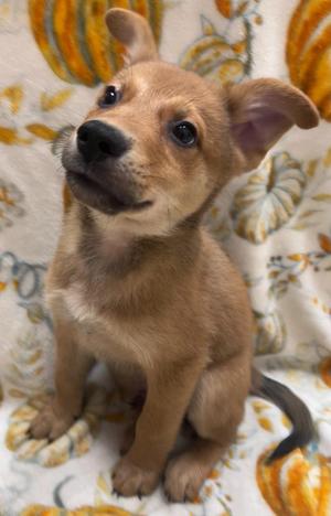 A small brown puppy sitting on a blanket with autumn leaf patterns.