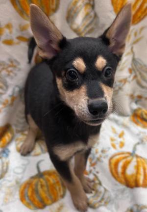 Nessie, Chow Chow / Husky, puppy, available for adoption