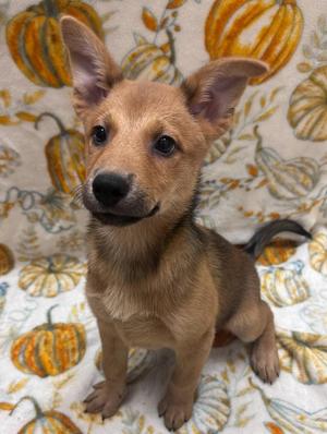 Fairy, Chow Chow / Husky, puppy, available for adoption