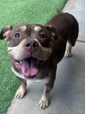 M.J., Pit Bull Terrier, adult, available for adoption