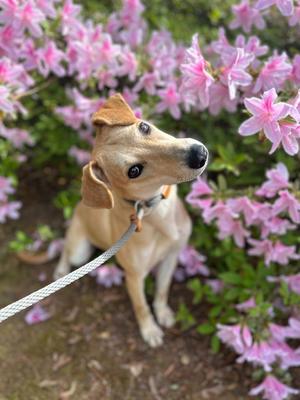 Cortana, Pit Bull Terrier / Weimaraner, adult, available for adoption