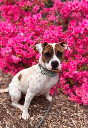 Glinda, Pit Bull Terrier, young, available for adoption