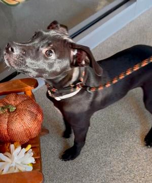 Benny, Labrador Retriever Mix, young, available for adoption