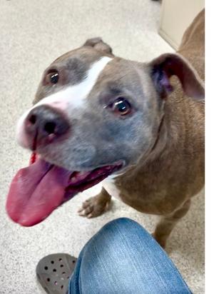 Ema, Staffordshire Bull Terrier Mix, senior, available for adoption