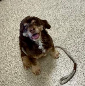 Bailey, Cocker Spaniel Mix, senior, available for adoption