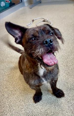 Dr. Dolittle, Terrier Mix, adult, available for adoption