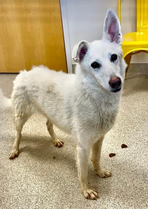 Desi, German Shepherd Dog Mix, young, available for adoption