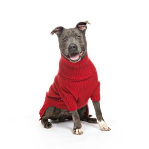 A dog wearing a red sweater