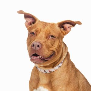 A brown dog with a white collar on a white background