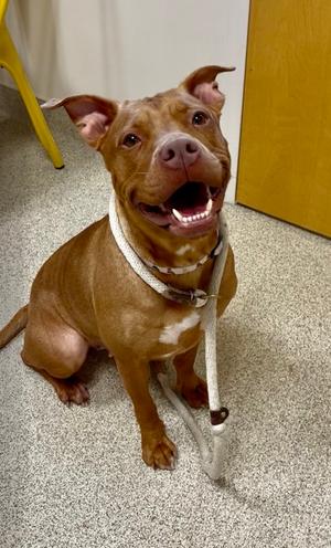 Diva, Pit Bull Terrier and Mastiff, adult, available for adoption