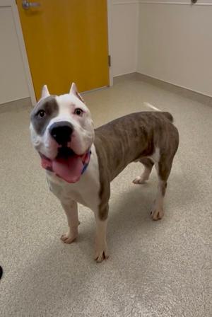 Balboa, American Pit Bull Terrier Mix, young, available for adoption