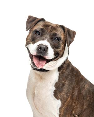 A brown and white dog with a happy expression, looking directly at the camera.