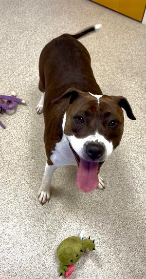 Jada, American Pit Bull Terrier Mix, adult, available for adoption