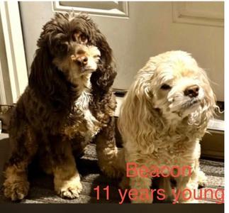Beacon, Cocker Spaniel Mix, senior, available for adoption