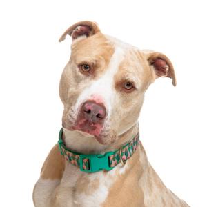 A light-colored dog wearing a green collar with a patterned design, looking directly at the camera.