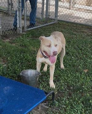 Jamie, Pit Bull Terrier, adult, available for adoption