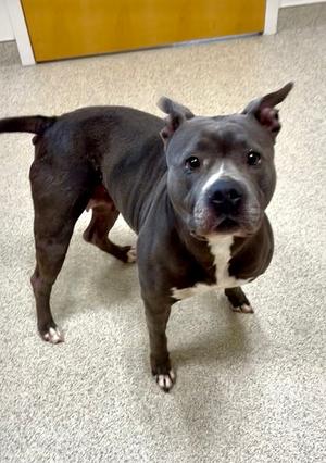 Cinderella, Pit Bull Terrier, adult, available for adoption