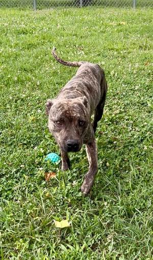Boomer, Pit Bull Terrier Mix, young, available for adoption