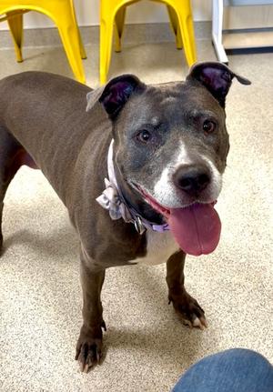 Ava, American Staffordshire Terrier Mix, senior, available for adoption